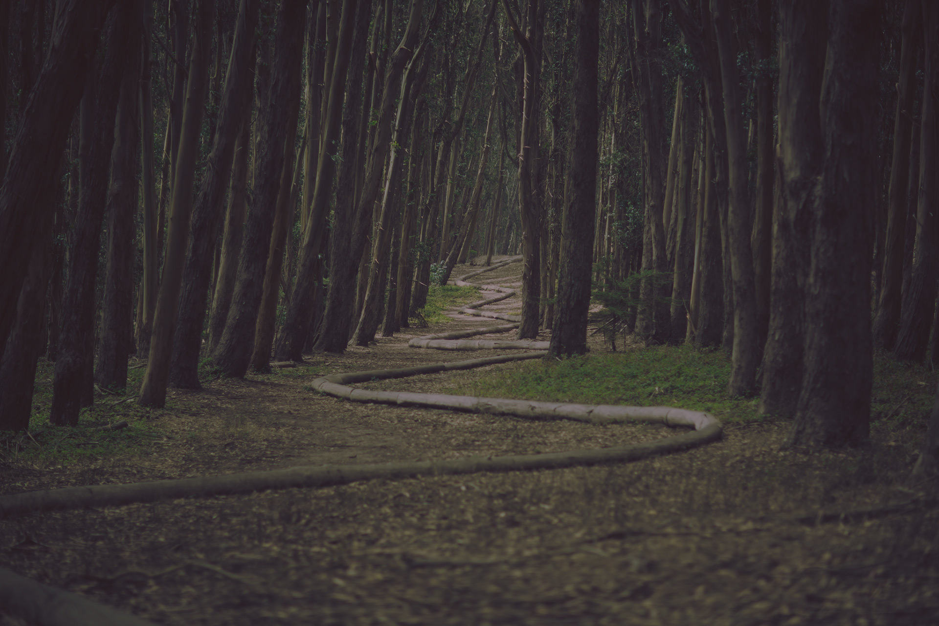 Backround-forest