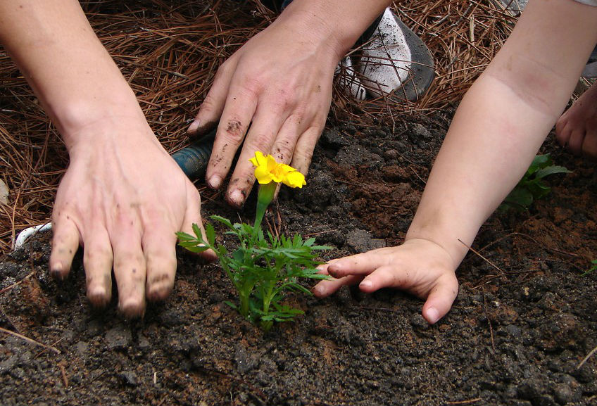 plantarprimarioRECORTE